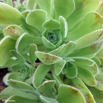 Aeonium Goblin