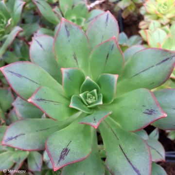 Aeonium Mary Ann Kunkel