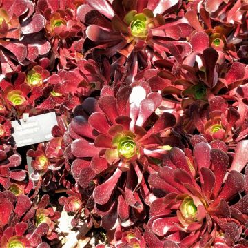 Aeonium arboreum Garnet