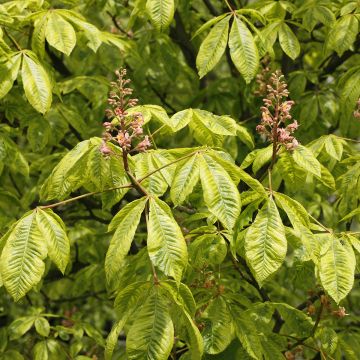 Aesculus carnea Marginata - Ippocastano rosso