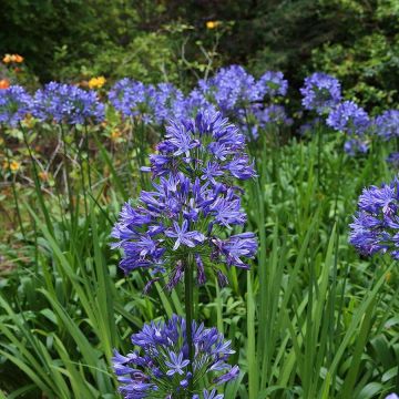 Agapanthus Bluestorm