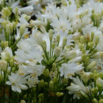 Agapanthus Double Diamond