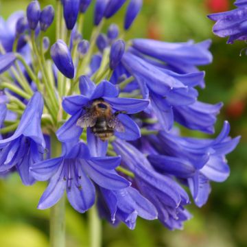 Agapanthus Flower of Love