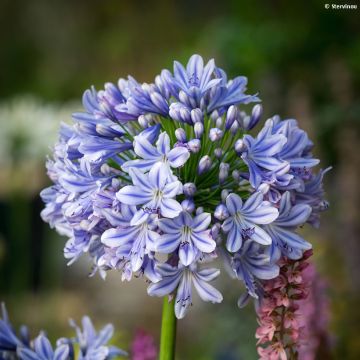 Agapanthus Full Moon