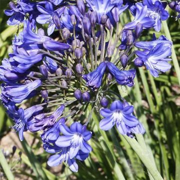 Agapanthus Peter Pan