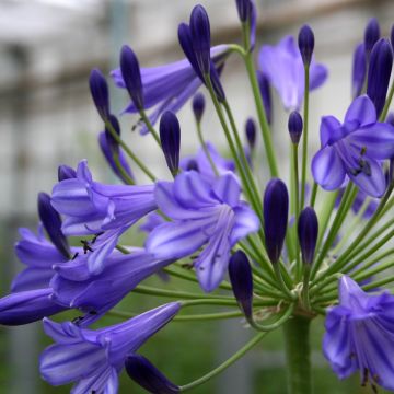 Agapanthus Vallée de la Loire