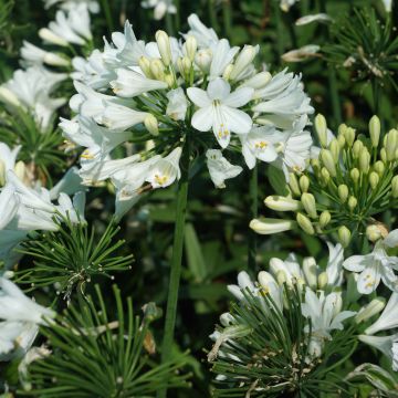 Agapanthus Ever White