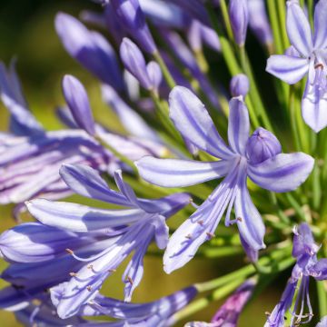 Agapanthus Vallée de l'Authion