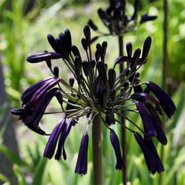 Agapanthus Black Magic