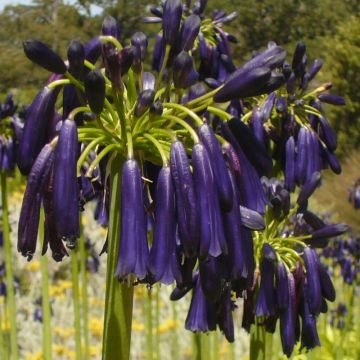 Agapanthus Black Pantha