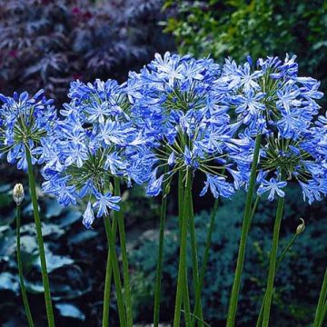 Agapanthus Blue Heaven