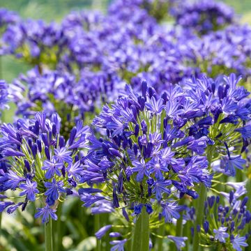 Agapanthus Blue Velvet