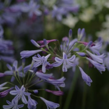 Agapanthus Lapis Lazuli