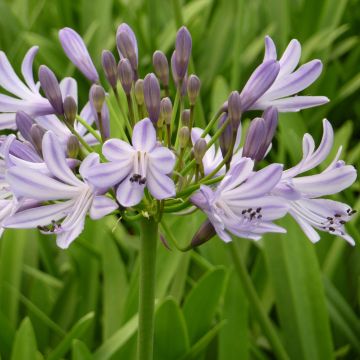 Agapanthus Megan's Mauve