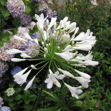 Agapanthus Mi Casa