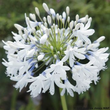 Agapanthus Queen Mum