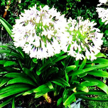 Agapanthus campanulatus var. albidus var. albidus