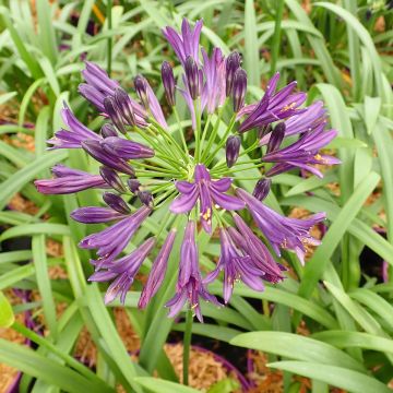 Agapanthus Pitchoune Violet