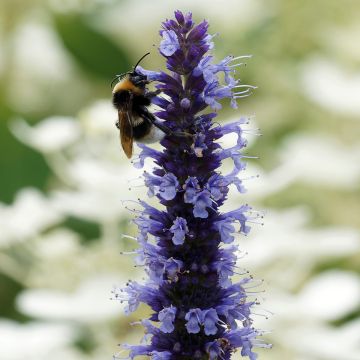 Agastache Blue Fortune