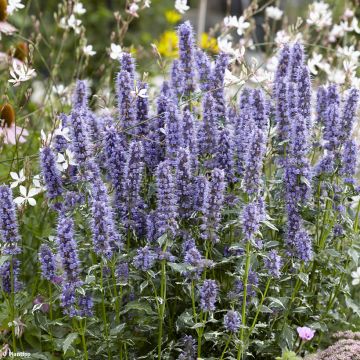 Agastache Crazy Fortune