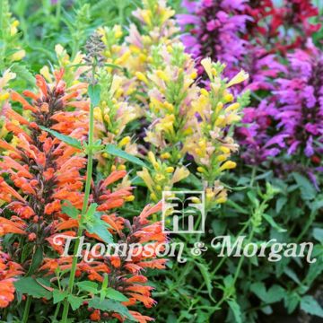 Agastache aurantiaca Fragrant Mixed