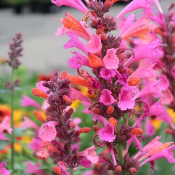 Agastache Kudos Ambrosia