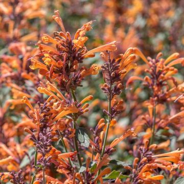 Agastache Kudos Mandarin