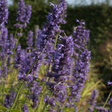 Agastache Serpentine