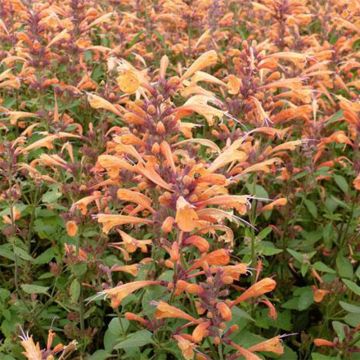 Agastache Summer Sunset