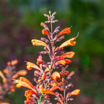 Agastache Sunny Sparks Tangerine