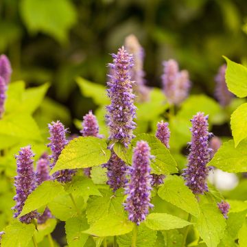 Agastache Golden Jubilee (semi)