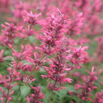 Agastache mexicana Red Fortune - Issopo gigante messicano