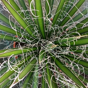 Agave filifera