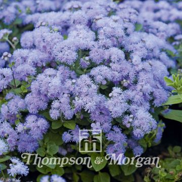 Ageratum Blue Danube