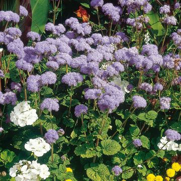 Ageratum City Blue