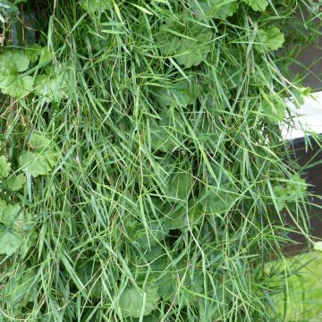 Agrostis stolonifera Green Twist - Cappellini comuni