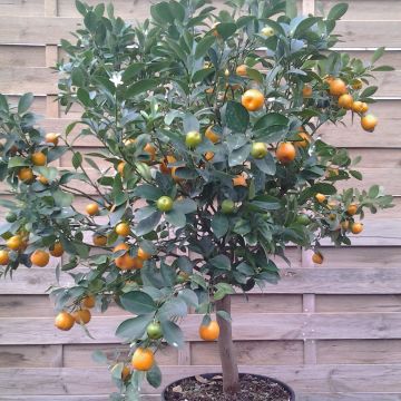 Citrus madurensis - Calamondino