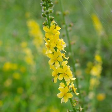 Agrimonia eupatoria - Agrimonia comune