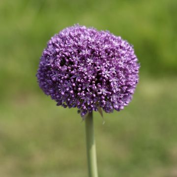 Allium Ambassador - Aglio ornamentale