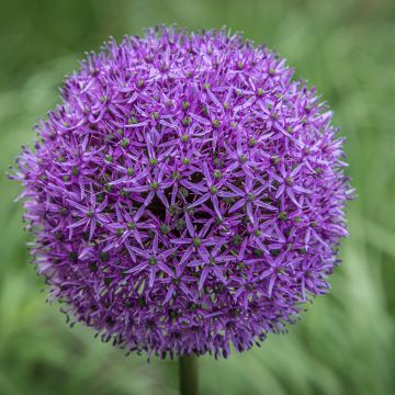 Allium Gladiator - Aglio ornamentale