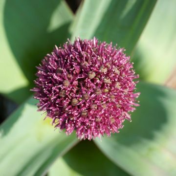 Allium Ostara - Aglio ornamentale