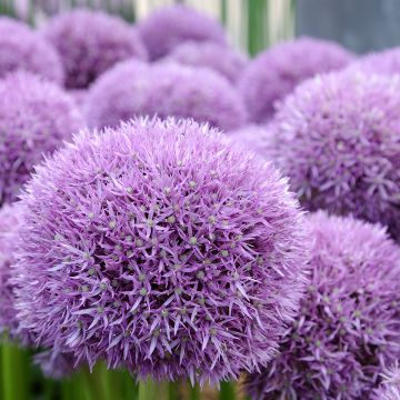 Allium Pinball Wizard - Aglio ornamentale