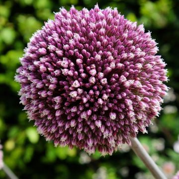 Allium Summer Drummer - Aglio ornamentale