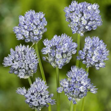 Allium caesium - Aglio ornamentale