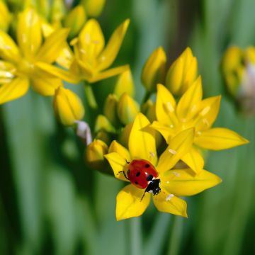 Allium moly - Aglio dorato