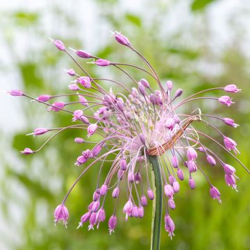 Allium pulchellum - Aglio ornamentale