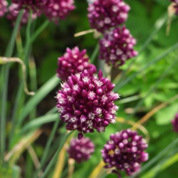 Allium rotundum - Aglio arrotondato