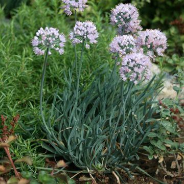 Allium Lisa Blue - Aglio ornamentale