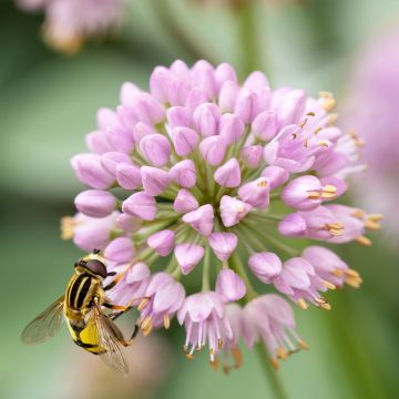 Allium Lisa Green - Aglio ornamentale