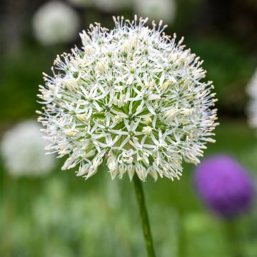 Allium stipitatum White Giant - Aglio ornamentale